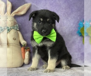 German Shepherd Dog Puppy for sale in LANCASTER, PA, USA
