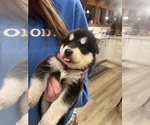 Small Photo #10 Alaskan Malamute Puppy For Sale in ARLINGTON, WA, USA