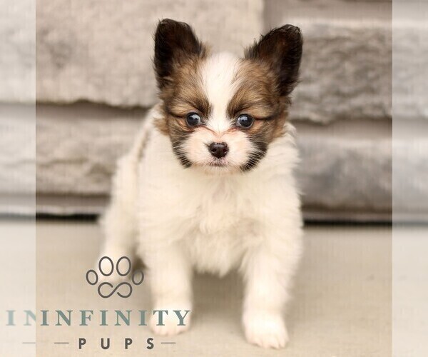 Medium Photo #2 Papillon Puppy For Sale in GORDONVILLE, PA, USA