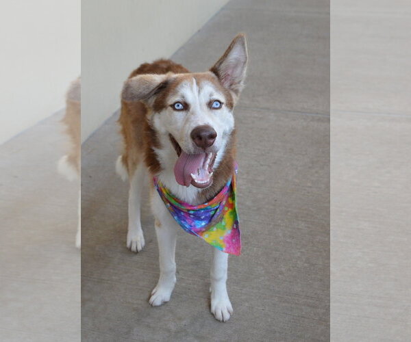 Medium Photo #1 Siberian Husky-Unknown Mix Puppy For Sale in McKinney, TX, USA