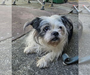 Shih Tzu-Unknown Mix Dogs for adoption in Chico, CA, USA