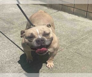 Bulldog-Unknown Mix Dogs for adoption in Alameda, CA, USA