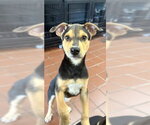 Small #3 Labrador Retriever Mix