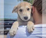 Small #4 Anatolian Shepherd-German Shepherd Dog Mix