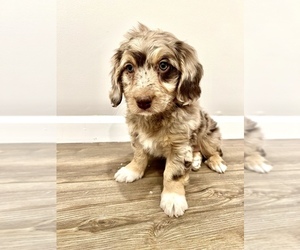 Aussiedoodle Puppy for sale in SOUTH ORANGE, NJ, USA