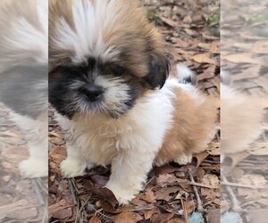 Shih Tzu Puppy for sale in CHIPLEY, FL, USA