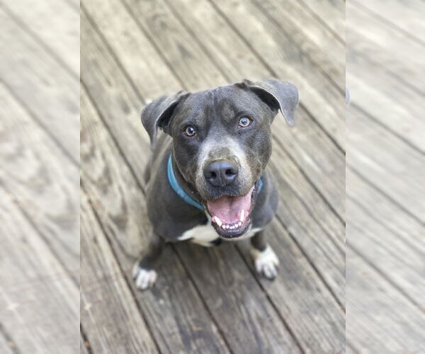 Medium Photo #13 American Staffordshire Terrier-Labrador Retriever Mix Puppy For Sale in Holly Springs, NC, USA