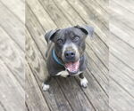 Small #12 American Staffordshire Terrier-Labrador Retriever Mix