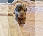 Small Photo #8 Dachshund Puppy For Sale in DENHAM SPRINGS, LA, USA