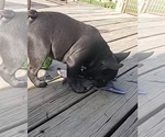 Small #3 French Bulldog