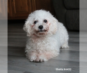 Mother of the Bichon Frise puppies born on 10/23/2023