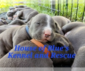 American Pit Bull Terrier Puppy for sale in DELAWARE, OH, USA
