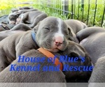 Image preview for Ad Listing. Nickname: Blue Male