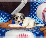 Small #3 Maltipoo