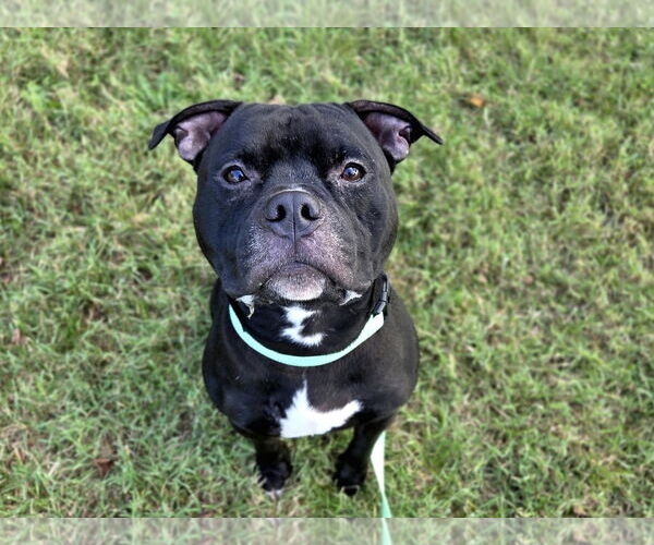 Medium Photo #3 American Bulldog-Unknown Mix Puppy For Sale in Millersville, MD, USA