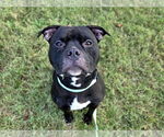 Small #2 American Bulldog Mix