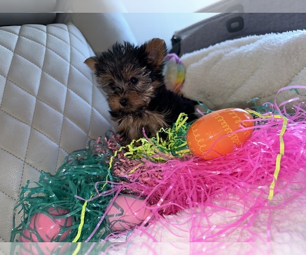 Full screen Photo #3 Yorkshire Terrier Puppy For Sale in PASSAIC, NJ, USA
