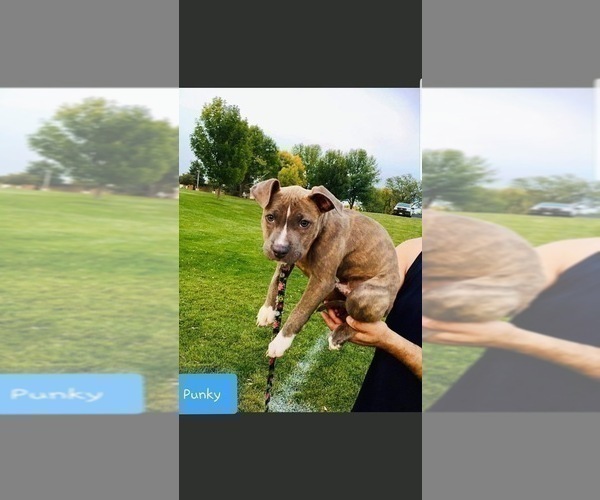 Medium Photo #9 American Pit Bull Terrier Puppy For Sale in ABERDEEN, SD, USA