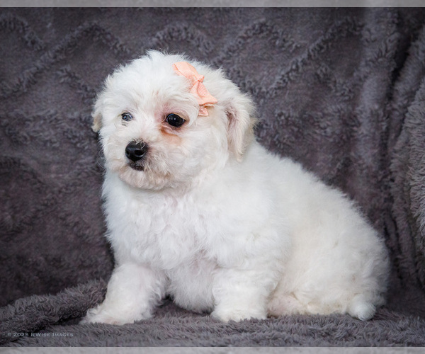 Medium Photo #8 Bichon Frise Puppy For Sale in WAKARUSA, IN, USA