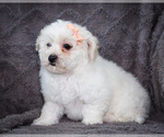 Small #7 Bichon Frise