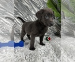 Small #1 Labrador Retriever