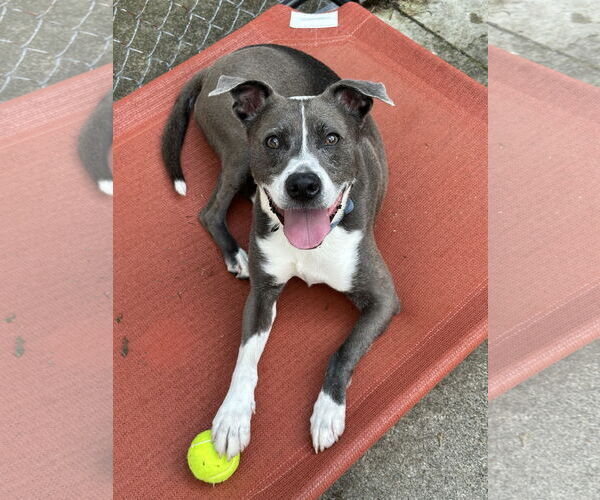 Medium Photo #2 Mutt Puppy For Sale in Rockaway, NJ, USA