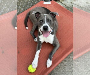 Blue Steele - Male Mutt Dog for Adoption - Photo #2