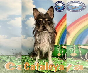 Cataleya - Female Toxirn Dog for Adoption - Photo #4