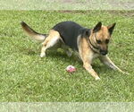 Small #1 German Shepherd Dog