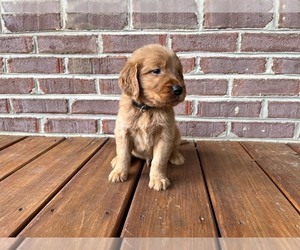Golden Retriever Puppy for sale in KINGSPORT, TN, USA