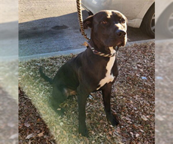 Medium Photo #1 Mutt Puppy For Sale in Plano, TX, USA