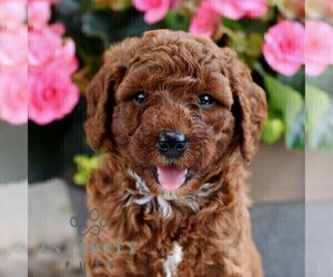 Poodle (Miniature) Puppy for sale in MADISONBURG, PA, USA