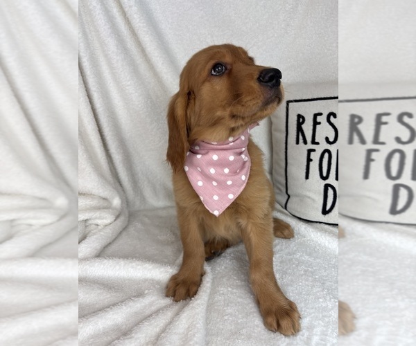 Medium Photo #2 Golden Retriever Puppy For Sale in GREENFIELD, IN, USA