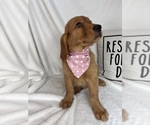 Gracie - Female Golden Retriever Puppy for Sale - Photo #2