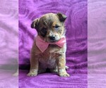 Small Photo #6 Australian Cattle Dog Puppy For Sale in COCHRANVILLE, PA, USA