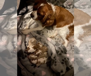 Cavalier King Charles Spaniel Puppy for sale in LAS VEGAS, NV, USA