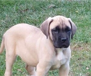 Cane Corso-Mastiff Mix Puppy for sale in MODESTO, CA, USA
