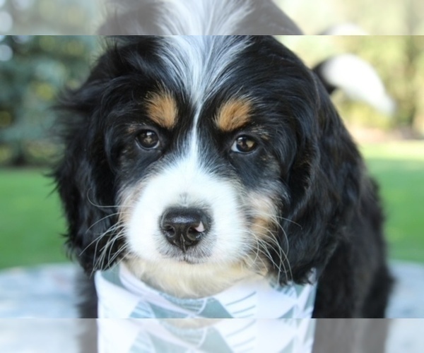 Medium Photo #1 Bernedoodle (Miniature) Puppy For Sale in BOSWELL, IN, USA