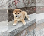 Small Photo #1 Shiba Inu Puppy For Sale in CANOGA, NY, USA