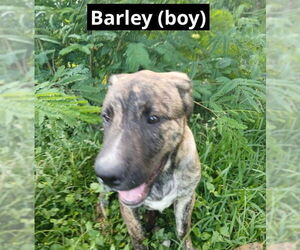 Mutt Dogs for adoption in Oak Bluffs, MA, USA