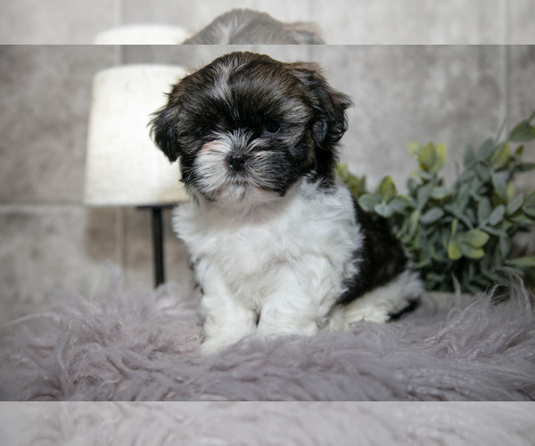 Medium Photo #10 Shih Tzu Puppy For Sale in CLARE, MI, USA