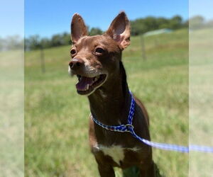 Chiweenie Dogs for adoption in Pacolet, SC, USA