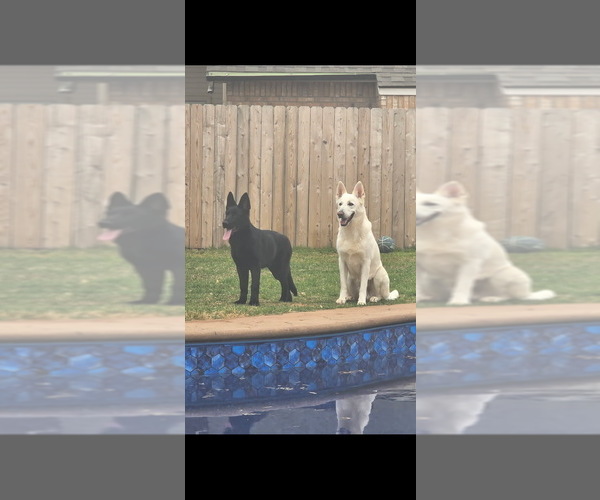 Medium Photo #1 German Shepherd Dog Puppy For Sale in OKLAHOMA CITY, OK, USA