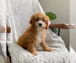 Cavapoo Puppy for sale in MIDDLESEX, NY, USA
