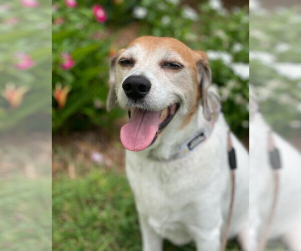 Medium Photo #2 Beagle-Unknown Mix Puppy For Sale in Royal Palm Beach, FL, USA