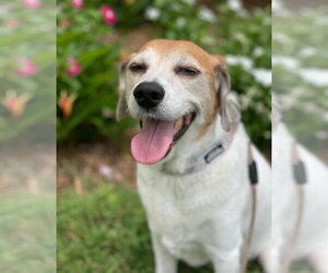 Hattie - Female Beagle-Unknown Mix Dog for Adoption - Photo #2
