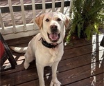 Small Photo #1 Labrador Retriever Puppy For Sale in LOUISBURG, NC, USA