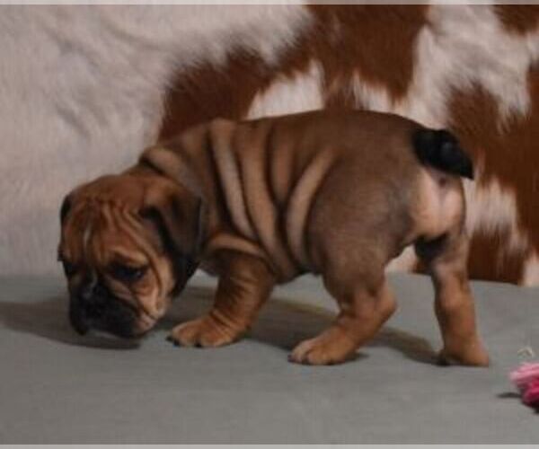 Medium Photo #7 English Bulldog Puppy For Sale in MARSHFIELD, MO, USA