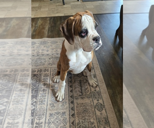 Medium Photo #1 Boxer Puppy For Sale in LAUREL, DE, USA