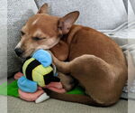 Small #31 Boston Terrier Mix